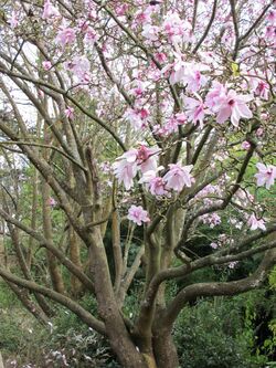 Magnolia dawsoniana (1).jpg
