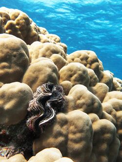 Maxima clam on a dome coral.JPG
