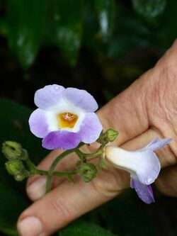 Monopyle macrocarpa (Gesneriaceae) (29512975133).jpg