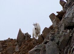 Mountain goats on rocky terrain