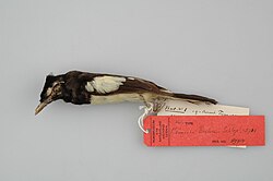 Naturalis Biodiversity Center - RMNH.AVES.89710 c T - Monarcha brehmii Schlegel, 1871 - Monarchidae - skin - preserved specimen.jpeg