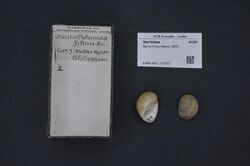 Naturalis Biodiversity Center - RMNH.MOL.151932 - Nerita filosa Reeve, 1855 - Neritidae - Mollusc shell.jpeg