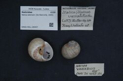 Naturalis Biodiversity Center - RMNH.MOL.189457 - Natica adansoni De Blainville, 1825 - Naticidae - Mollusc shell.jpeg