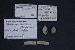 Naturalis Biodiversity Center - RMNH.MOL.205659 - Nassarius luridus (Gould, 1850) - Nassariidae - Mollusc shell.jpeg