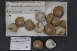 Naturalis Biodiversity Center - RMNH.MOL.283935 - Quantula striata (Gray, 1834) - Dyakiidae - Mollusc shell.jpeg