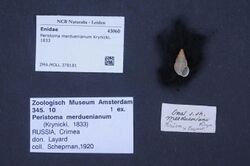 Naturalis Biodiversity Center - ZMA.MOLL.378181 - Peristoma merduenianum Krynicki, 1833 - Enidae - Mollusc shell.jpeg