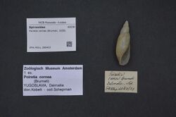 Naturalis Biodiversity Center - ZMA.MOLL.388403 - Poiretia cornea (Brumati, 1838) - Spiraxidae - Mollusc shell.jpeg