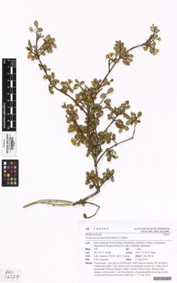 Neomyrtus pedunculata (Hook.f.) Allan (AM AK348966).jpg