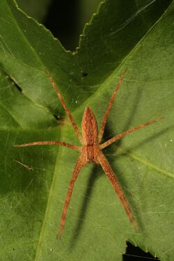 Nursery Web Spider - Pisaurina mira, Julie Metz Wetlands, Woodbridge, Virginia - 15621919300.jpg