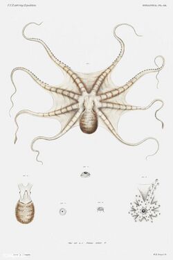 Octopus mimus.jpg