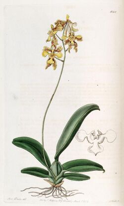 Oncidium ciliatum - Edwards vol 20 pl 1660 (1835).jpg