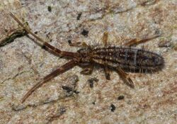 Orchesella-quinquefasciata-01-fws.jpg