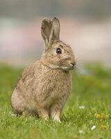 A small, light-brown rabbit with upright ears sat on some grass.