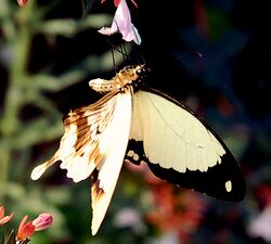 Papilio dardanus on flower (cropped).jpg