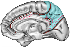 ParietCapts medial.png