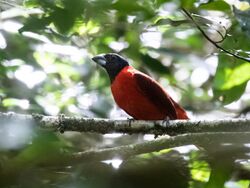 Periporphyrus erythromelas - Red-and-black Grosbeak.jpg