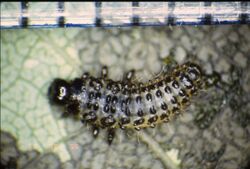 Third instar Phratora vitellinae larva feeding on a willow leaf