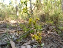 Pimelea curviflora (5285430886).jpg