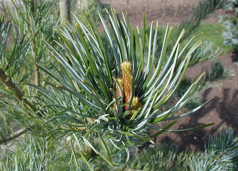 File:Pinus-parviflora-close.JPG