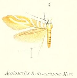 Pl.1-04-Isorrhoa aetheria (Meyrick, 1897) (syn.Aeoloscelis hydrographa).jpg
