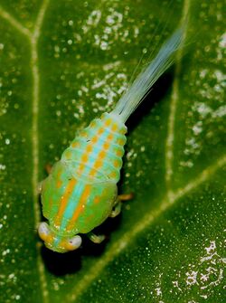 Planthopper nymph - Thionia simplex, Woodbridge, Virginia.jpg