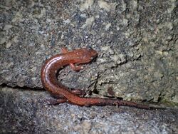 Plethodon websteri 32670094.jpg