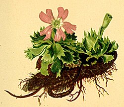 Primula minima Atlas Alpenflora.jpg