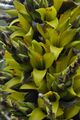 Puya chilensis 03.jpg