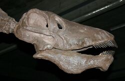 Reconstructed Amargasaurus skull.jpg