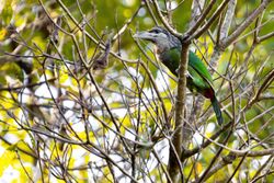 Red-vented Barbet 0A2A5485.jpg