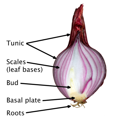 File:Red onion cut labelled.svg