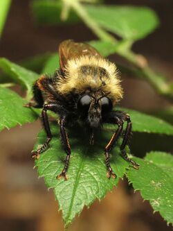 Robber fly pretending to be a bumble bee (7483108814).jpg