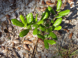 Running Oak (2880120307).gif