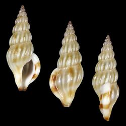 Shell Horaiclavus julieae.jpg