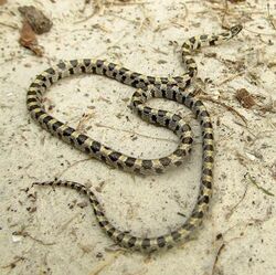 Short-Tailed Snake Central Florida.jpg