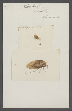 Smilia - Print - Iconographia Zoologica - Special Collections University of Amsterdam - UBAINV0274 042 04 0013.tif