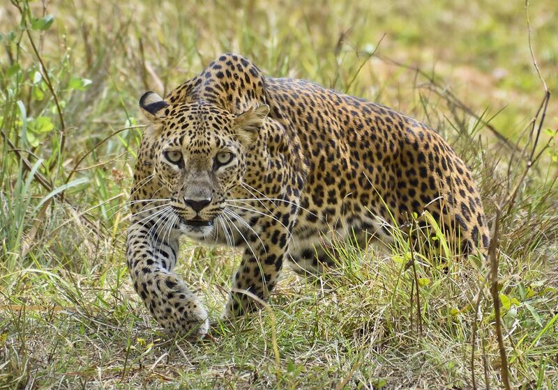File:Sri Lankan leopard (Panthera pardus kotiya) at Wilpattu National Park.jpg