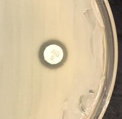 "S. saprophyticus" on Mueller–Hinton agar exhibiting resistance to novobiocin characteristic for species identification