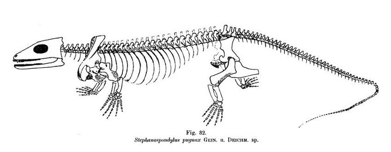 File:Stephanospondylus Stappenbeck.jpg