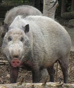 Sus Barbatus, the Bornean Bearded Pig (12616351323).jpg