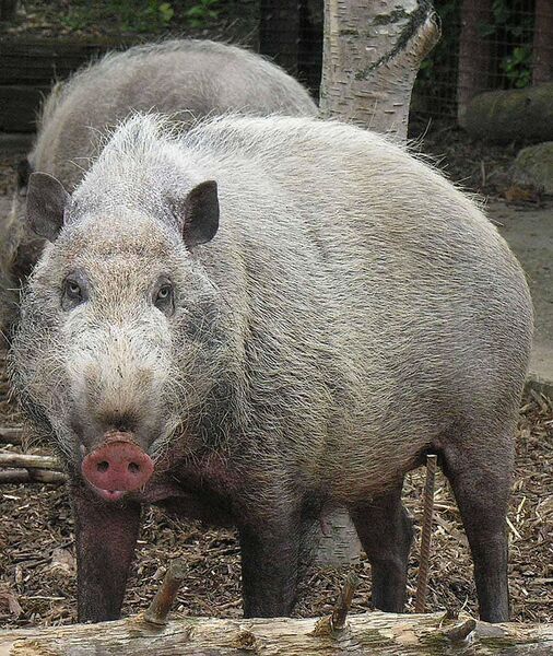 File:Sus Barbatus, the Bornean Bearded Pig (12616351323).jpg