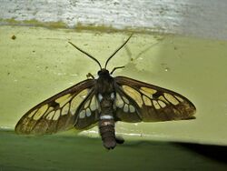Syntomin Moth (Caeneressa robusta) (6708091553).jpg