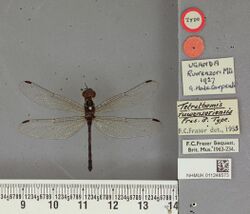Tetrathemis ruwensoriensis Fraser, 1941 2350456119.jpg