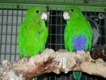 A green parrot whose males have a purple patch on their belly