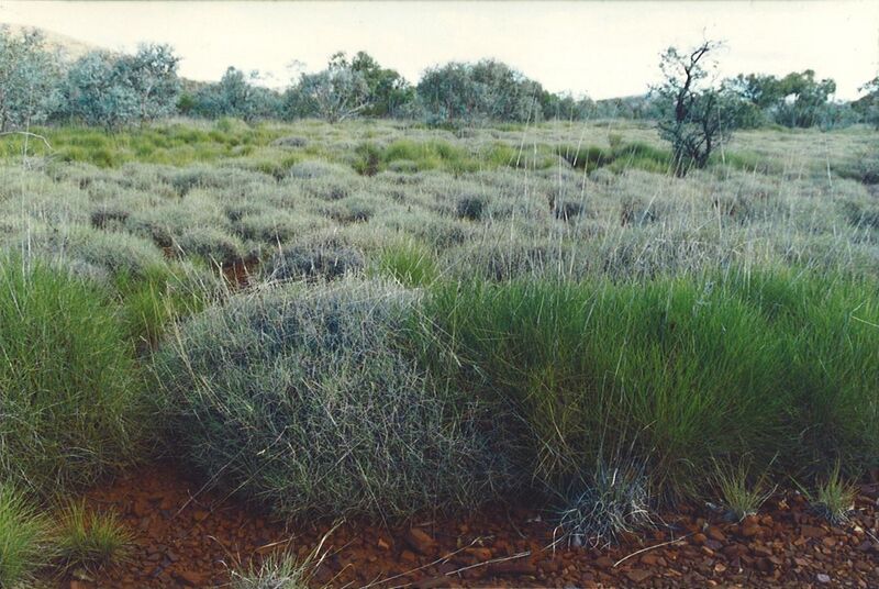 File:Triodia hummock grassland.jpg