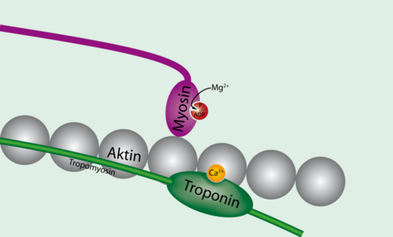 File:Tropomyosin unbound to actin.png