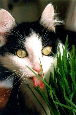 Tuxedo domestic short hair cat eats kitty grass.jpg