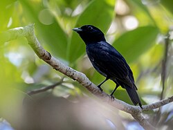 Xenopipo atronitens Black Manakin (male); Machadinho d'Oeste, Rondônia, Brazil (cropped).jpg