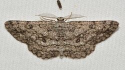 - 6439 – Hypomecis umbrosaria – Umber Moth (48128142728).jpg