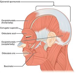 1106 Side Views of the Muscles of Facial Expressions.jpg